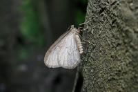 Operophtera brumata