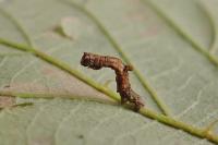 Opisthograptis luteolata