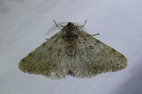 Phigalia pilosaria