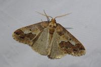 Erannis defoliaria