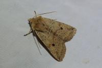 Leptologia blidaensis