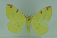 Opisthograptis luteolata