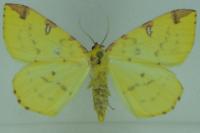 Opisthograptis luteolata