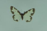 Lomaspilis marginata