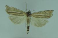 Ancylolomia tentaculella