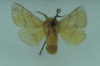 Malacosoma neustria
