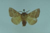Malacosoma neustria