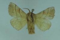 Malacosoma neustria