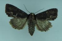 Dypterygia scabriuscula