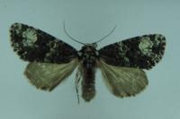 Craniophora ligustri