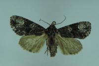 Craniophora ligustri