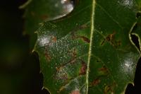 Ectoedemia haraldi/heringella