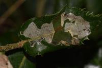 Acrocercops brongniardella