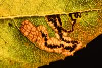 Stigmella salicis