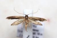 Opogona omoscopa