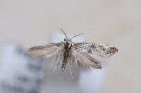 Paraswammerdamia albicapitella