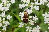 Adela australis