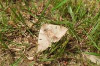 Minucia lunaris