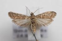 Ephestia woodiella