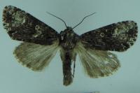 Craniophora ligustri