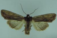 Lithophane semibrunnea