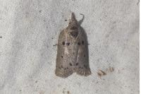 Nycteola