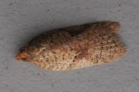 Acleris ferrugana/notana