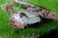 Psychoides verhuella