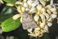 Sideridis turbida
