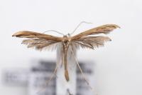 Emmelina monodactyla