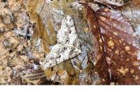 Agriopis leucophaearia