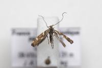 Calybites phasianipennella