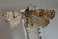 Cochylis atricapitana