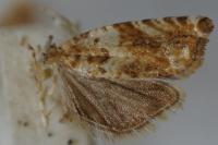 Epinotia abbreviana