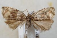 Orthotaenia undulana