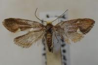 Incurvaria masculella