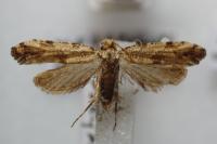 Morophaga choragella