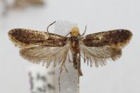 Monopis laevigella/weaverella