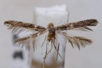Acrocercops brongniardella