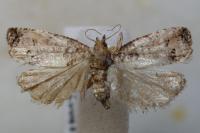 Notocelia incarnatana