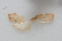 Carcina quercana