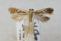 Monopis crocicapitella