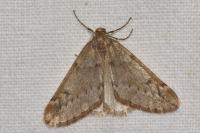 Alsophila aescularia