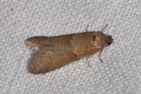 Tortricodes alternella