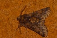 Apocheima hispidaria
