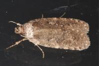 Agonopterix heracliana