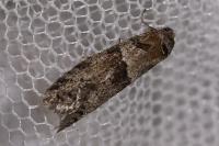 Tortricodes alternella