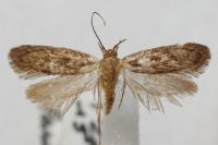 Hofmannophila pseudospretella