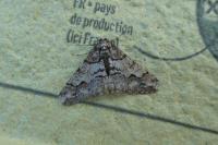 Agriopis leucophaearia