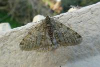 Phigalia pilosaria